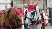 Fiaker gehören zum Wiener Stadtbild